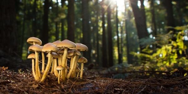 Что нужно знать о собирании грибов