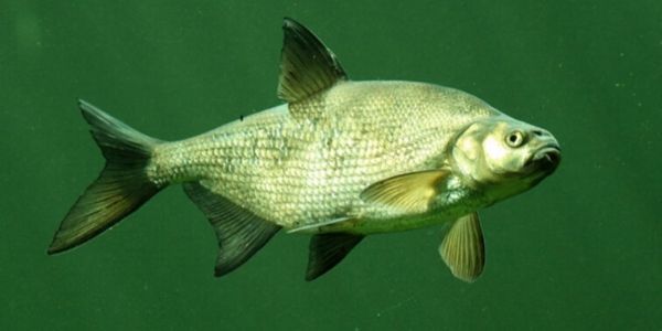 Лещ - выбор места, снасти и наживки Лещ - выбор места, снасти и наживки